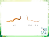 沪教版生物八下4.2.2《无脊椎动物（三）+环节动物、软体动物》课件