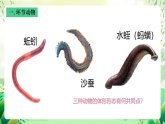沪教版生物八下4.2.2《无脊椎动物（三）+环节动物、软体动物》课件