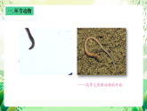 沪教版生物八下4.2.2《无脊椎动物（三）+环节动物、软体动物》课件