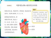 【核心素養(yǎng)優(yōu)質(zhì)課】冀少版生物七年級下冊 3.2.1.3心臟（課件+同步教案+導(dǎo)學(xué)案+分層作業(yè)）