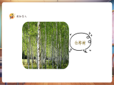 【新教材核心素養(yǎng)】湘美版美術(shù)一年級下冊第1單元第1課《大樹的模樣》課件+同步教案+素材