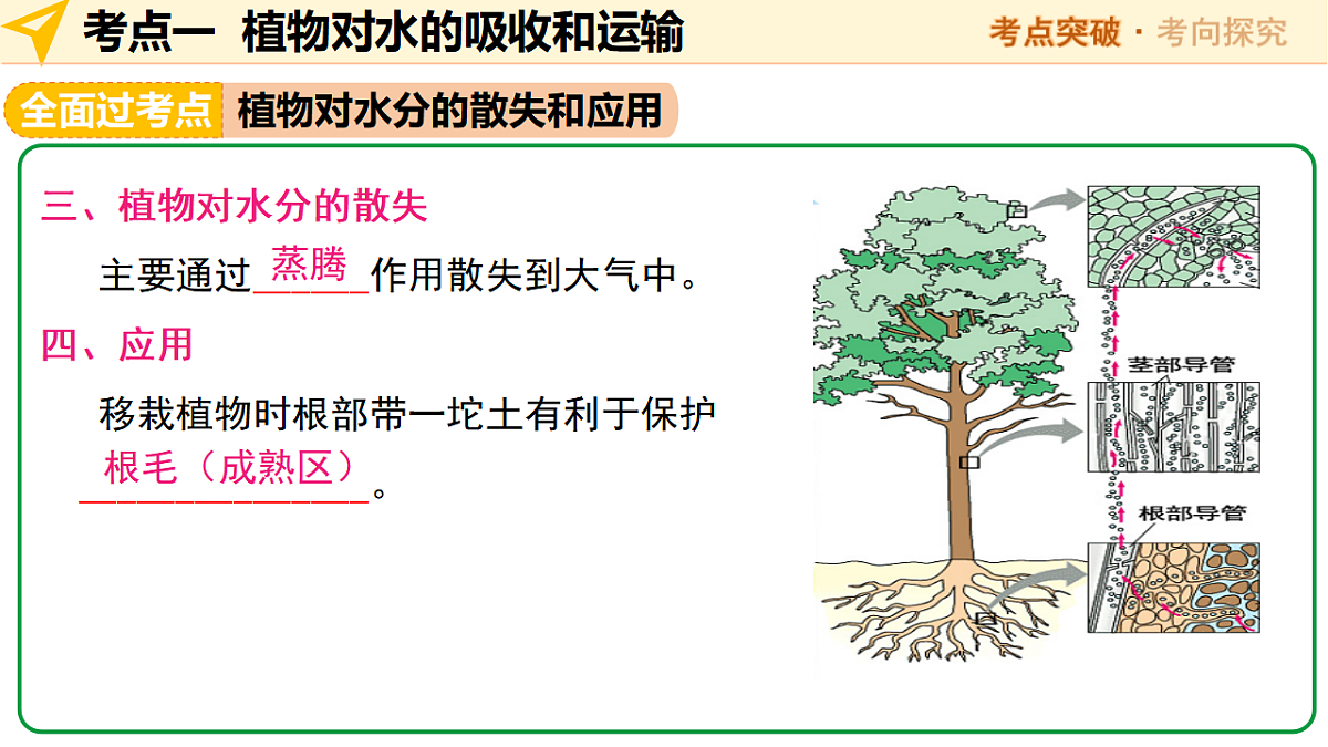 中考生物一轮复习 第07讲 绿色植物与生物圈中的水循环 课件第7页