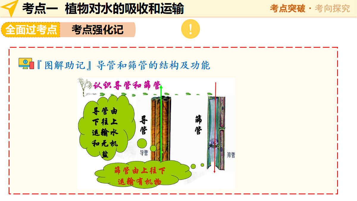 中考生物一轮复习 第07讲 绿色植物与生物圈中的水循环 课件第8页