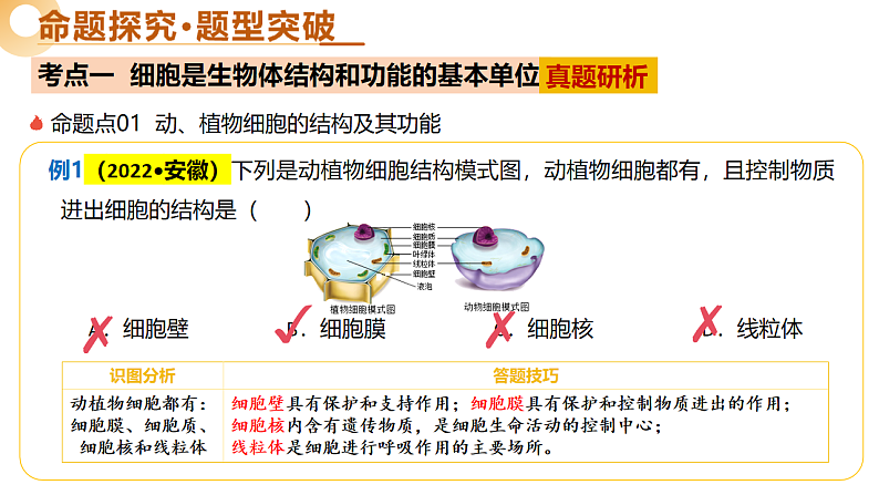 主题一 生物体的结构层次（二轮突破课件）-2025年中考生物二轮复习讲练（安徽专用）第6页