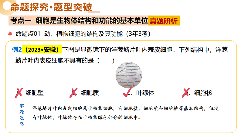 主题一 生物体的结构层次（二轮突破课件）-2025年中考生物二轮复习讲练（安徽专用）第7页