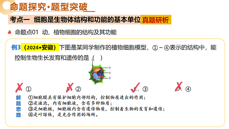 主题一 生物体的结构层次（二轮突破课件）-2025年中考生物二轮复习讲练（安徽专用）第8页