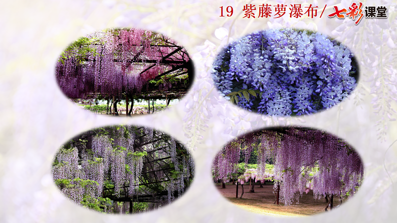 2025春人教版七年级下册语文课件19  紫藤萝瀑布第1页