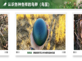 人教版八年级生物下册7.1.4《鸟的生殖和发育》教学课件