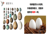 人教版八年级生物下册7.1.4《鸟的生殖和发育》课件
