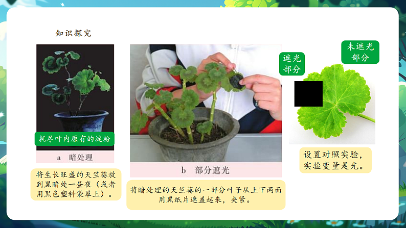 【大单元教学】人教版生物七下 3.2.2光合作用（第一课时）课件第7页