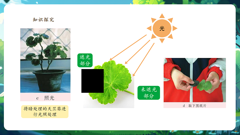 【大单元教学】人教版生物七下 3.2.2光合作用（第一课时）课件第8页
