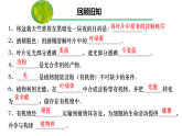 3.2.3 呼吸作用（課件）-2024-2025學(xué)年初中七年級生物下冊（人教版2024）