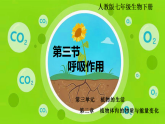 3.2.3 呼吸作用（課件）-2024-2025學(xué)年初中七年級生物下冊（人教版2024）