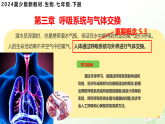 3.3.1 呼吸系統(tǒng)的組成  （課件）-2024-2025學(xué)年七年級(jí)生物下冊(cè)（冀少版2024）