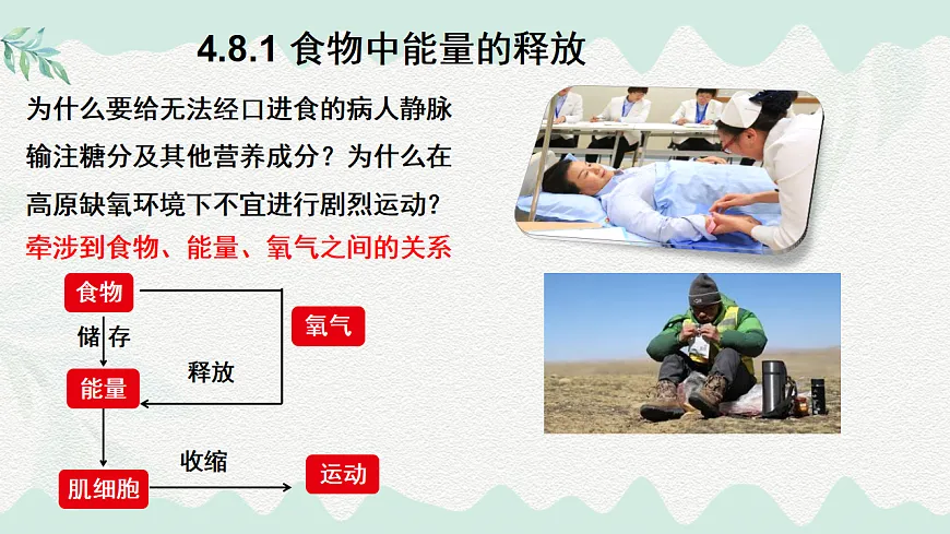 4.8.1食物中能量的释放（课件）-2024-2025学年七年级生物下册（北师大版2024）第2页