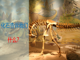 蘇教版科學(xué)六年級上冊 10《用化石作證據(jù)》課件+教案