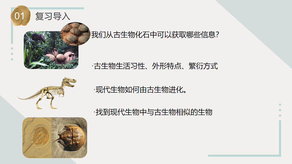 第10课 用化石作证据（教学课件）六年级科学上册（苏教版）第4页