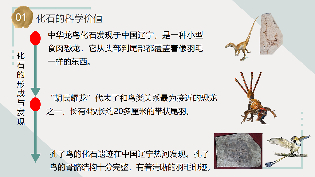 第10课 用化石作证据（教学课件）六年级科学上册（苏教版）第6页