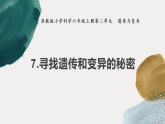 蘇教版科學(xué)六年級(jí)上冊(cè) 7《尋找遺傳與變異的秘密》課件+教案