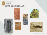 蘇教版科學(xué)六年級(jí)上冊 9《化石告訴我們什么》課件+教案