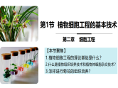 2.1 植物细胞工程（第1课时 基本技术）课件-2024-2025学年高二生物（人教版2019选择性必修3）