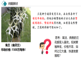2.1 植物细胞工程（第1课时 基本技术）课件-2024-2025学年高二生物（人教版2019选择性必修3）