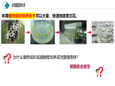 2.1 植物细胞工程（第1课时 基本技术）课件-2024-2025学年高二生物（人教版2019选择性必修3）