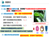 2.1 植物细胞工程（第1课时 基本技术）课件-2024-2025学年高二生物（人教版2019选择性必修3）