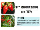 2.1 植物细胞工程（第2课时 应用）课件-2024-2025学年高二生物（人教版2019选择性必修3）