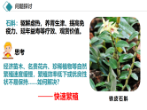 2.1 植物细胞工程（第2课时 应用）课件-2024-2025学年高二生物（人教版2019选择性必修3）