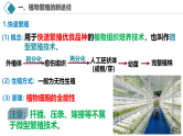 2.1 植物细胞工程（第2课时 应用）课件-2024-2025学年高二生物（人教版2019选择性必修3）