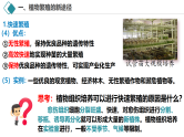 2.1 植物细胞工程（第2课时 应用）课件-2024-2025学年高二生物（人教版2019选择性必修3）