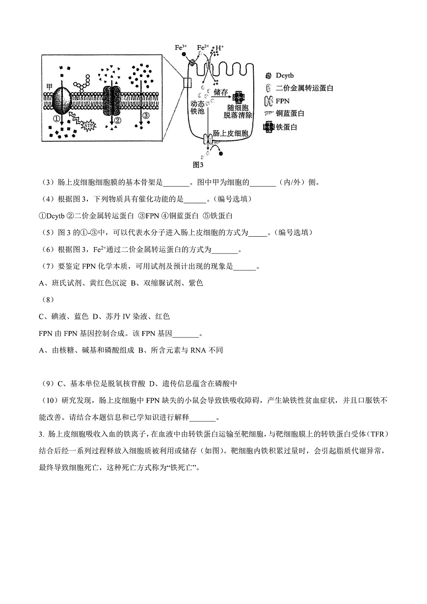 上海市闵行区2024-2025学年高一上学期期末生物试题  Word版无答案第2页