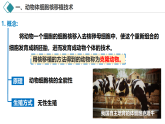 2.2.3 动物体细胞核移植技术和克隆动物（教学课件）-2024-2025学年高二生物（人教版2019选择性必修3）