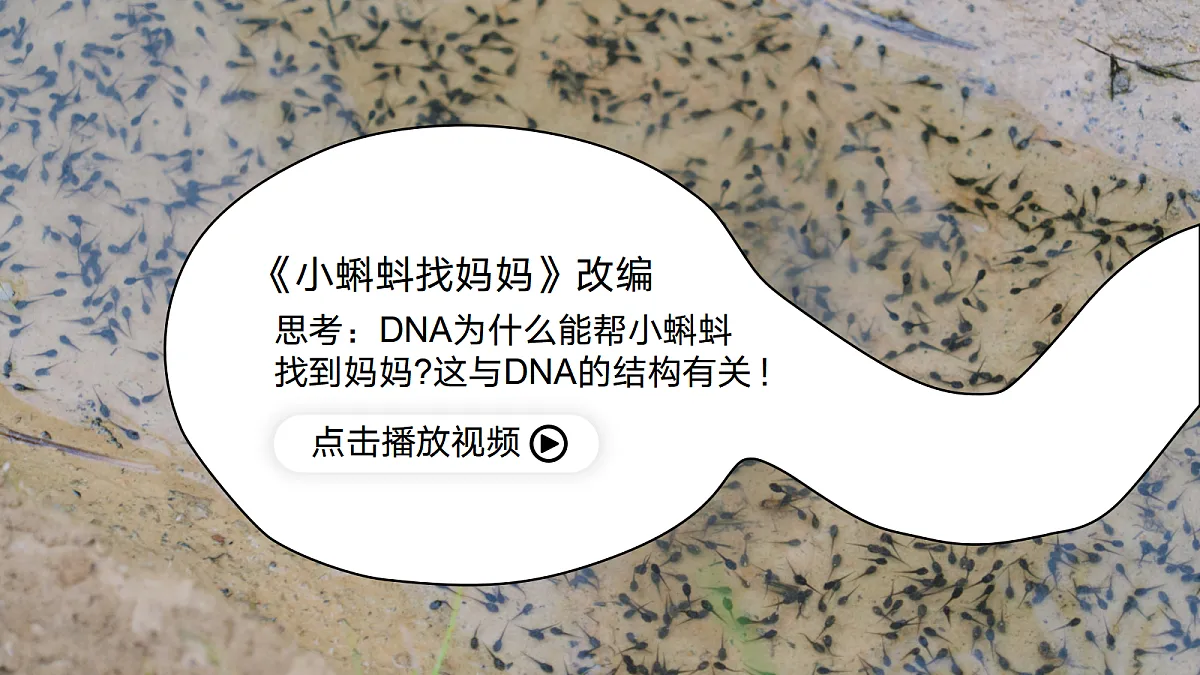 3.2 DNA的结构（教学课件）-2024-2025学年高一生物（人教版2019必修2）第1页