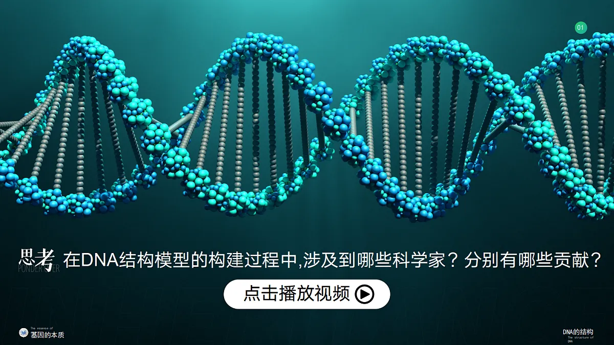 3.2 DNA的结构（教学课件）-2024-2025学年高一生物（人教版2019必修2）第6页