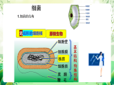蘇教版生物八年級(jí)上冊第十四章《豐富多彩的生物世界（二)》（考點(diǎn)串講課件）
