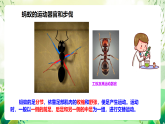 蘇教版生物八年級(jí)上冊第十七章《動(dòng)物的運(yùn)動(dòng)》（考點(diǎn)串講課件）