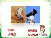 蘇教版生物八年級(jí)上冊(cè)第十八章《動(dòng)物的行為》（考點(diǎn)串講課件）