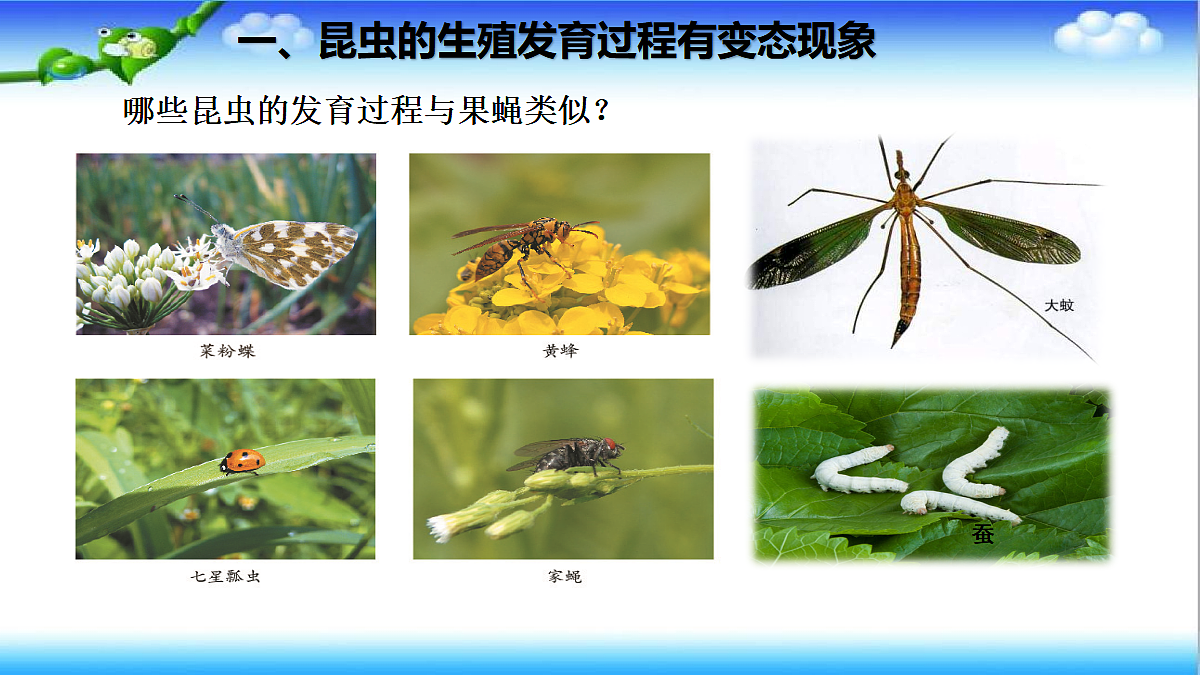 4.1.2 有性生殖增加了后代的多样性 - 初中生物七年级下册 同步教学课件（济南版2024）第7页