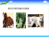 4.3.1 DNA是主要的遺傳物質(zhì) - 初中生物七年級(jí)下冊(cè) 同步教學(xué)課件（濟(jì)南版2024）(無(wú)視頻素材）