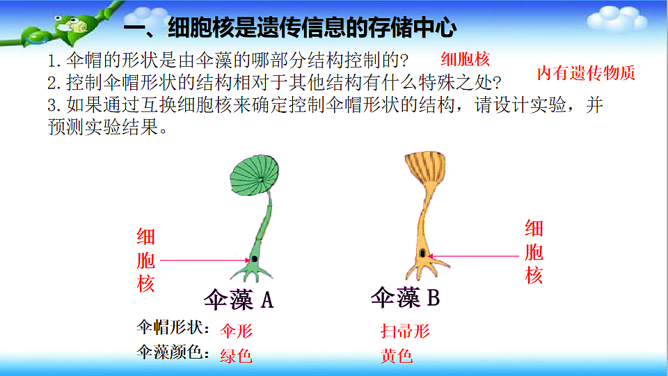 4.3.1 DNA是主要的遗传物质 - 初中生物七年级下册 同步教学课件（济南版2024）第6页