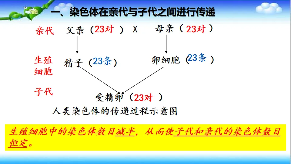 4.3.3 性染色体决定人的性别 - 初中生物七年级下册 同步教学课件（济南版2024）第4页