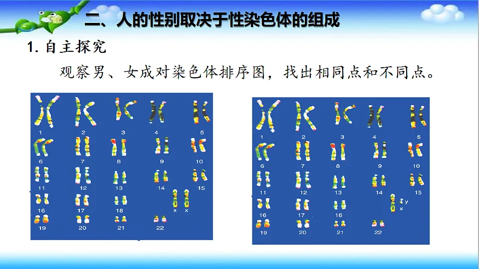 4.3.3 性染色体决定人的性别 - 初中生物七年级下册 同步教学课件（济南版2024）第5页