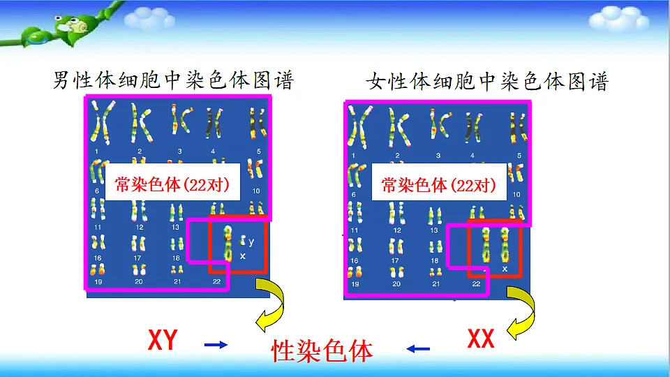 4.3.3 性染色体决定人的性别 - 初中生物七年级下册 同步教学课件（济南版2024）第6页
