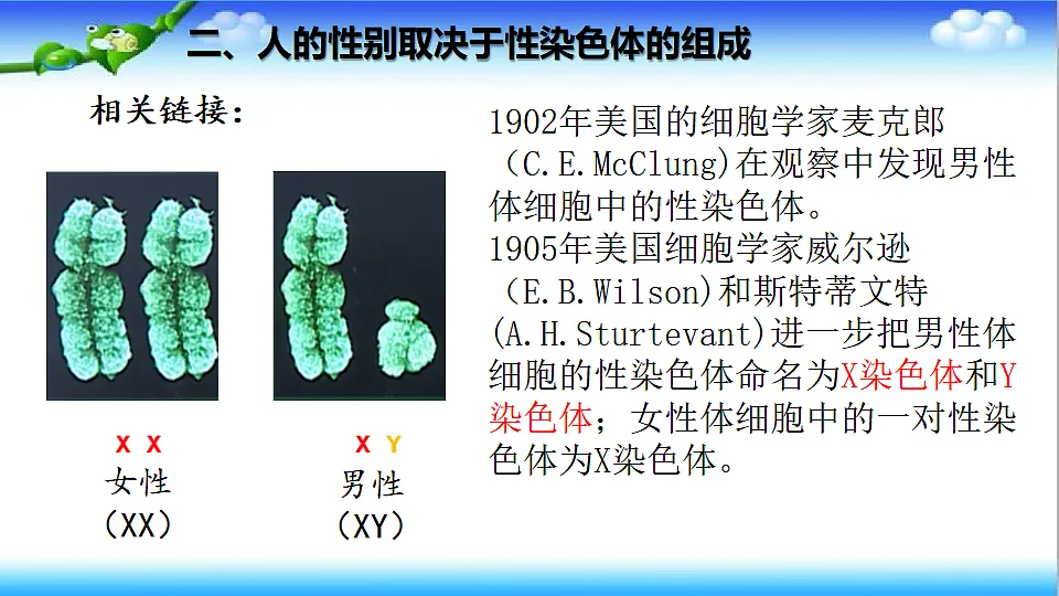 4.3.3 性染色体决定人的性别 - 初中生物七年级下册 同步教学课件（济南版2024）第7页