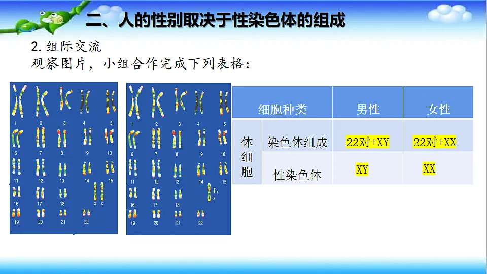 4.3.3 性染色体决定人的性别 - 初中生物七年级下册 同步教学课件（济南版2024）第8页