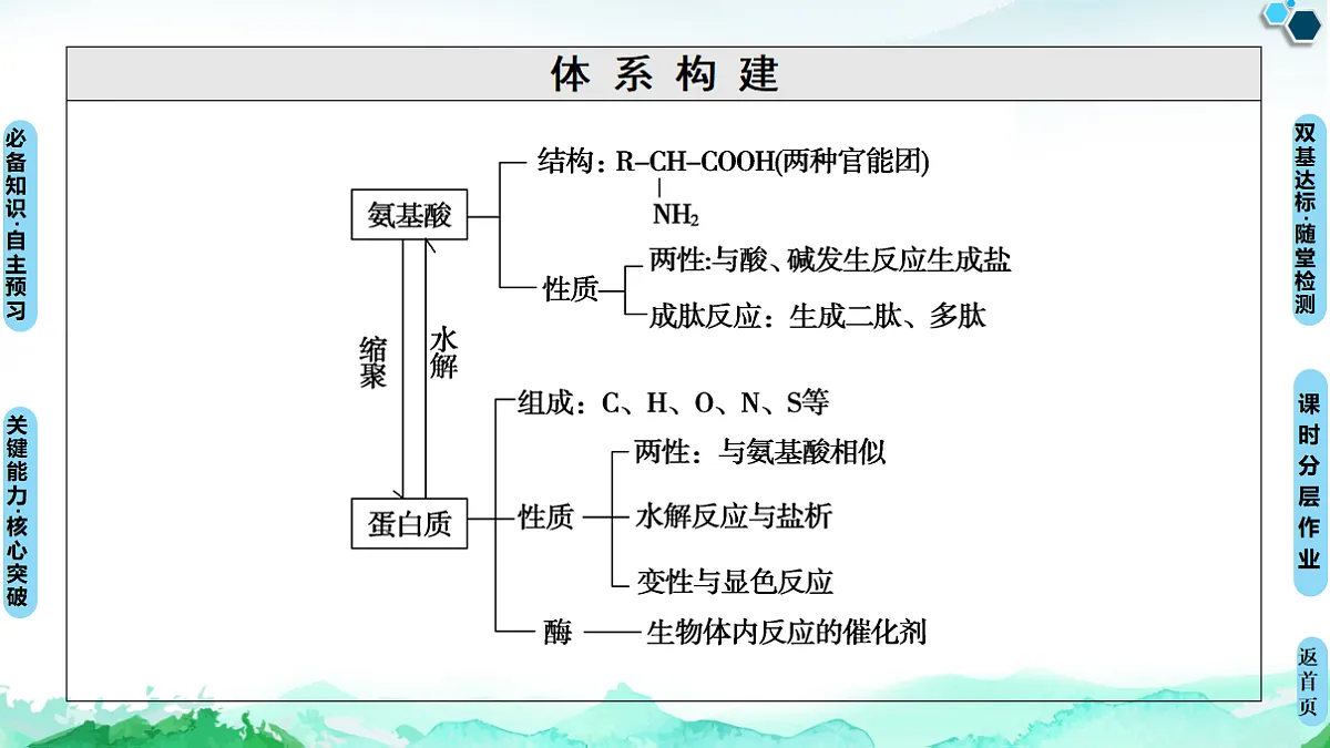 第4章 第2节　蛋白质 课件【新教材】人教版（2019）高中化学选择性必修3第3页