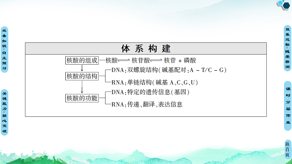 第4章  第3节　核酸 课件【新教材】人教版（2019）高中化学选择性必修3第3页