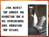 【核心素養(yǎng)優(yōu)質(zhì)課】部編版語文四下第15課《白鵝》（第2課時）同步課件+教案+練習(xí)